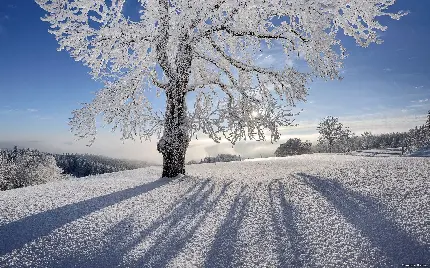 عکس زمستانی با کیفیت بالا درختان یخ زده