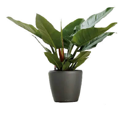 عکس گیاه برگ پهن آپارتمانی PNG با کیفیت بالا
