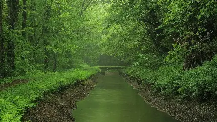 عکس رودخانه و جنگلهای جمهوری چک