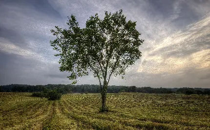 صفحه زمینه زیبای درخت تنومند برای ساخت پاورپوینت