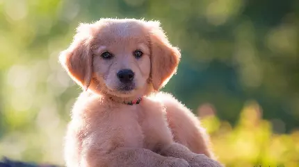 عکس سگ بزرگ