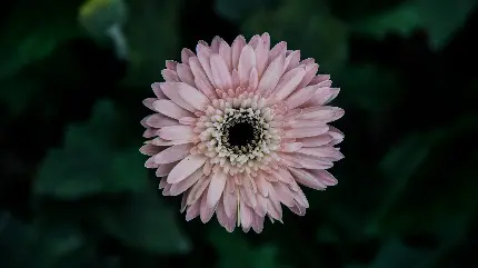 عکس زمینه گل و پس زمینه گل با بک گراند مشکی برای ویندوز 12