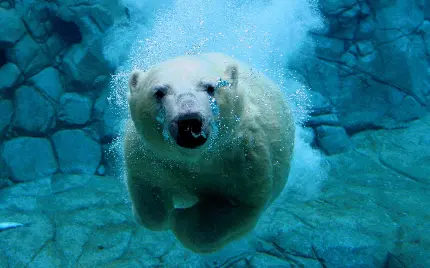 پربازدید ترین والپیپر کامپیوتر از شنا کردن خرس قطبی زیر آب