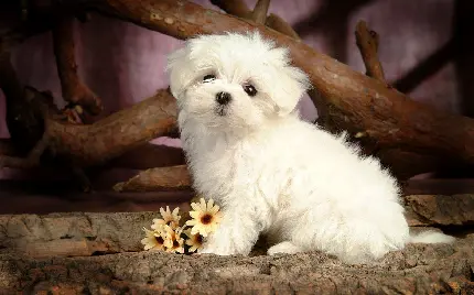 تصویر آتلیه ای دلنشین از سگ سفید با جثه کوچک