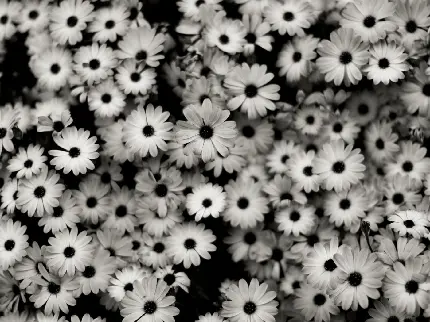 عکس گل با بک گراند سیاه و سفید