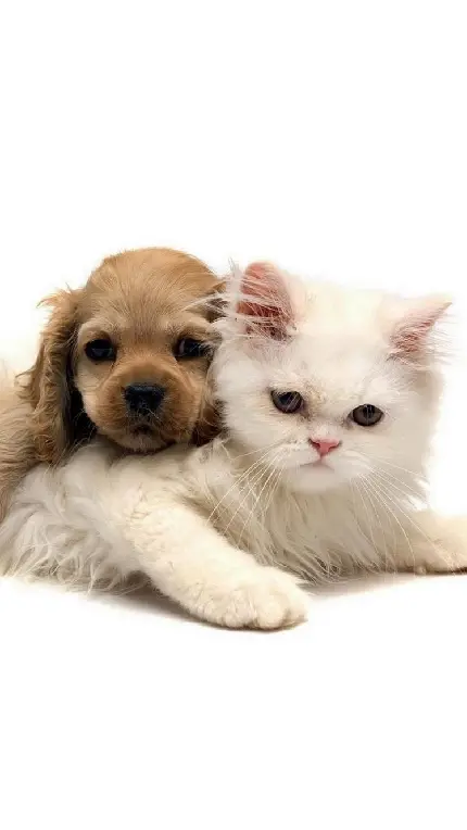 تصویر جالب توجه سگ قهوه‌ای و گربه سفید کنار یکدیگر 