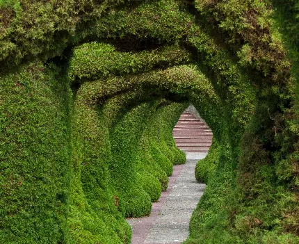بهترین عکس از تونل سبز گیاهی مخصوص پست و استوری