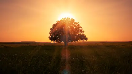 پروفایل معروف تک درخت تنها در غروب خورشید در کیفیت 8k