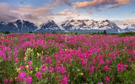 پس زمینه جذاب طبیعت دامنه کوه با گل های صورتی زیبا