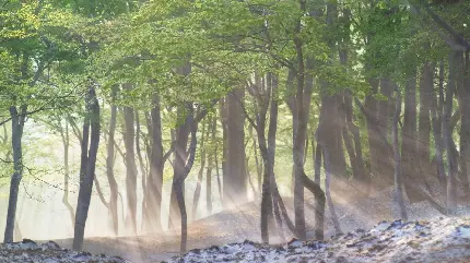 عکس صبح بهاری در جنگل پر از درخت با کیفیت بالا