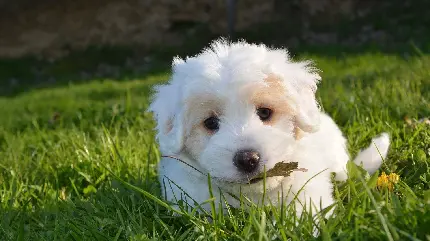 تصویر جالب HD از سگ سفید فسقلی با برگ در دهان
