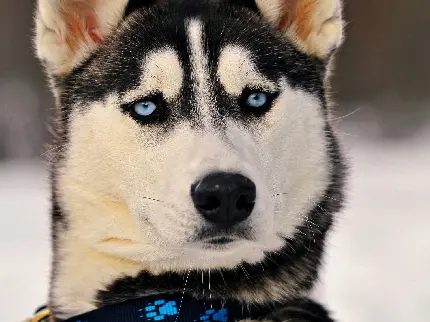 تصویر سگ نژاد هاسکی چشم آبی به عنوان زمینه گوشی