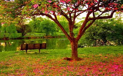 تصویر درخت پر شکوفه صورتی در کنار دریاچه پارک 1402