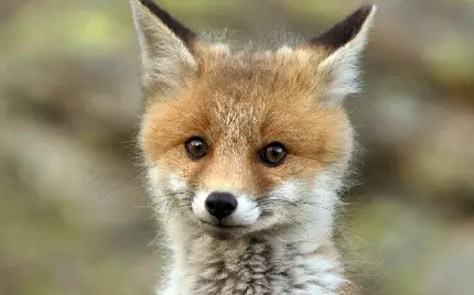 جدید ترین عکس از نزدیک بچه روباه برای تحقیق