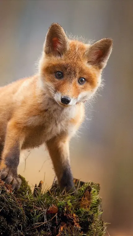 بهترین Wallpaper بچه روباه کوچولو برای موبایل 