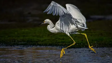 جدیدترین و زیباترین عکس پرنده لک لک و فلامینگو