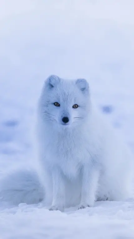 عکس روباه سفید