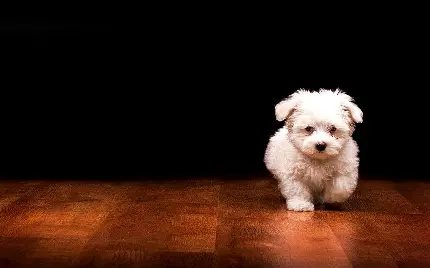 عکس سگ کوچولو پشمالو برفی با زمینه ساده سیاه