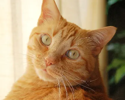 گربه دوست داشتنی نارنجی رنگ با چشمان تیله‌ ای
