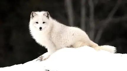 خوشگل ترین زمینه بچه روباه سفید در قطب برای لپتاپ