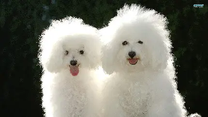 تصویر دو سگ بیچون فریز بانمگ و شیطون سفید رنگ