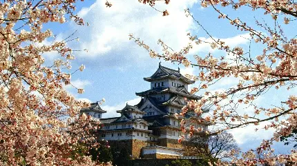 عکس شکوفه و معماری زیبا در دل طبیعت ژاپن
