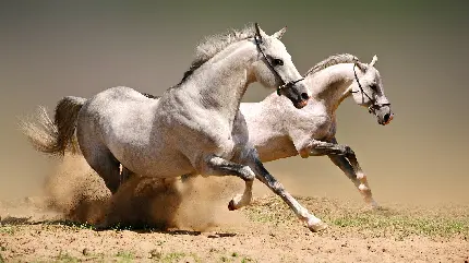 دانلود عکس با کیفیت استوک از اسب های سفید در حال دویدن