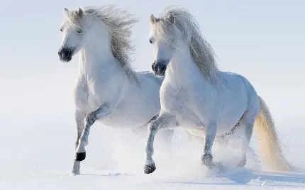 عکس استوک اسب های سفید با سرعت حیرت انگیز در برف 