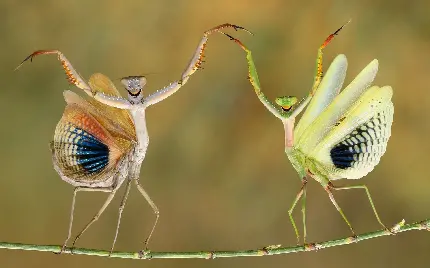 تصویر تماشایی از ژست دو Mantis با بالهای رنگین کنار هم