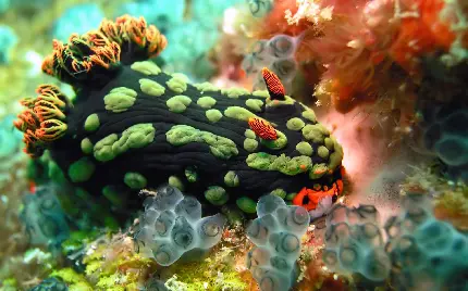 عکس جلبک دریایی عجیب و زیبا