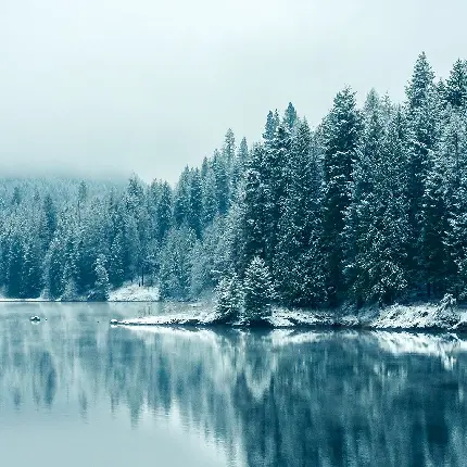 عکس دریاچه و درخت در فصل زمستان