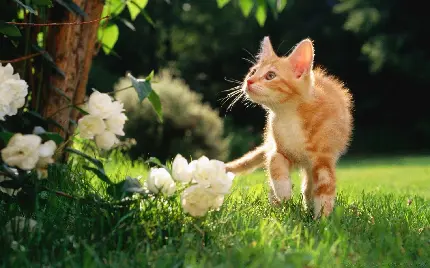 گربه نارنجی ناز کیوت در میان گل های سفید باغ