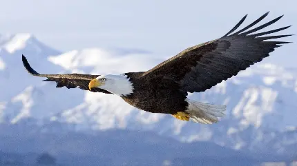 دانلود عکس استوک عقاب سر سفید با کیفیت بالا و دانلود تصویر استوک پرنده عقاب