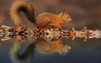 تصویر زمینه زیبا از سنجاب درختی در کنار دریاچه