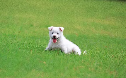 شیطونی بازی کردن سگ سفید عروسکی در چمن سبز