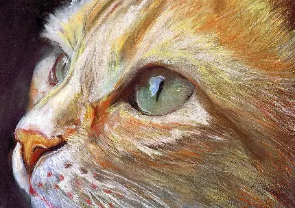 عکس گربه کیوت فانتزی