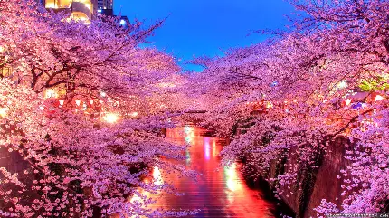 عکس شکوفه های گیلاس طبیعت کشور ژاپن