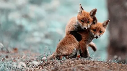 عکس دو بچه روباه کوچک نارنجی رنگ با کیفیت HD 