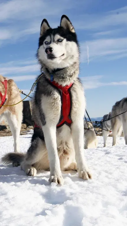 جدیدترین عکس سگ هاسکی در پیست اسکی با بهترین کیفیت