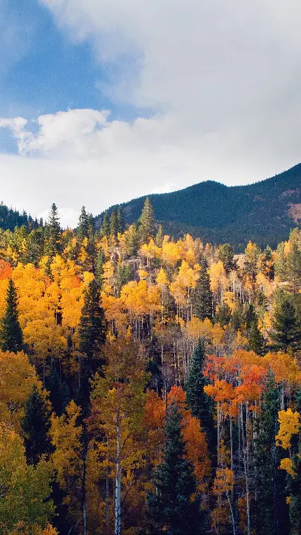 عکس پاییزی زیبا و رنگارنگ و متنوع