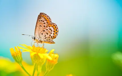 عکس زمینه پروانه زیر نور آفتاب درخشان با بهترین کیفیت