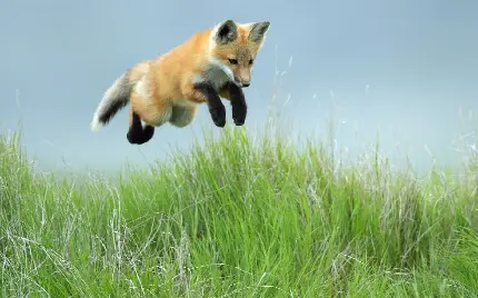 تصویر بامزه از بچه روباه کوچولو در حال پریدن