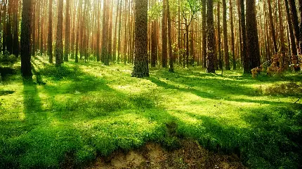 جنگل سرسبز خوشرنگ اسکاندیناوی با تابش رویایی خورشید 
