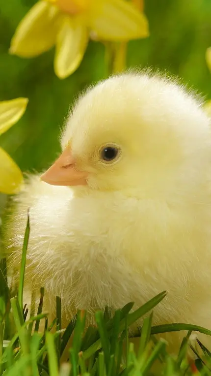 بک گراند جوجه مرغ زرد کوچولو در طبیعت سرسبز برای گوشی
