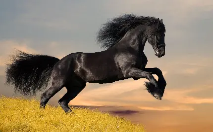 عکس اسب سیاه با پوست براق حیرت انگیز برای زمینه لپ تاپ