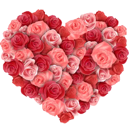 گل رز قرمز و صورتی به شکل قلب بدون پس زمینه png