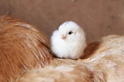 عکس کیوت از جوجه کوچولوی سفید نشسته روی پر مرغ
