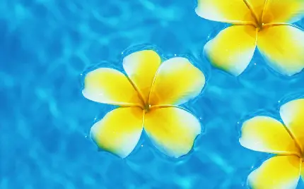 بهترین Background گل پلومریا به رنگ زرد خوشگل