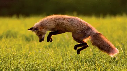 عکس بامزه بچه روباه در حال بازی در طبیعت 1402
