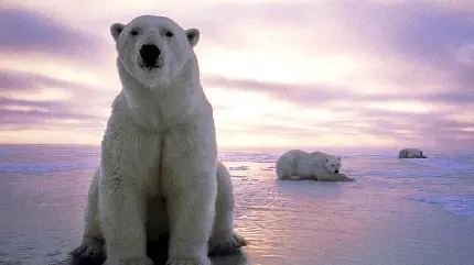 زیباترین تصویر خرس قطبی واقعی با زمینه ارغوانی غروب